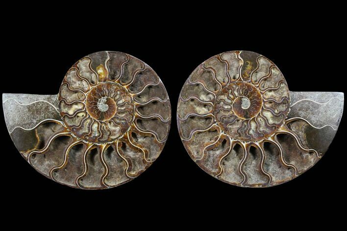 Cut & Polished Ammonite Fossil - Deep Crystal Pockets #91187